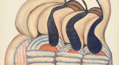 Plody s chutí bramborových šišek: Anna Zemánková